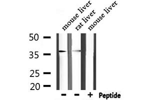 Western blot analysis of extracts from mouse liver,rat liver, using ANXA5 Antibody. (Annexin V anticorps  (C-Term))