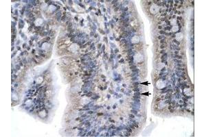 Image no. 1 for anti-Lymphoid Enhancer-Binding Factor 1 (LEF1) (AA 282-331) antibody (ABIN202428)