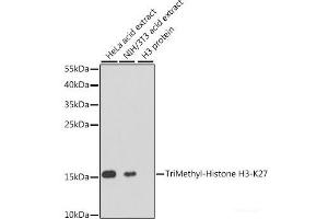 Western blot analysis of extracts of various cell lines using TriMethyl-Histone H3-K27 Polyclonal Antibody at dilution of 1:1000. (Histone 3 anticorps  (3meLys27))