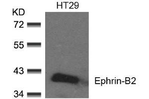 Western blot analysis of extracts from HT29 cells using Ephrin-B2(Ab-330) Antibody. (Ephrin B2 anticorps)
