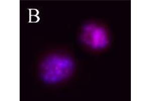 Image no. 2 for anti-Aurora Kinase B (AURKB) (pThr232) antibody (ABIN230502) (Aurora Kinase B anticorps  (pThr232))