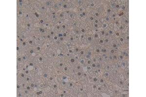 IHC-P analysis of liver tissue, with DAB staining. (THYN1 anticorps  (AA 1-225))