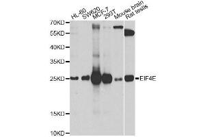 Western blot analysis of extracts of various cell lines, using EIF4E antibody.