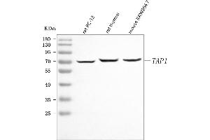Western blot analysis of Tap1 using anti-Tap1 antibody (ABIN7600660).