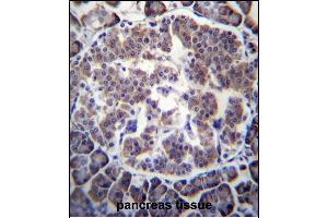 TBL2 Antibody (N-term) (ABIN656760 and ABIN2845981) immunohistochemistry analysis in formalin fixed and paraffin embedded human pancreas tissue followed by peroxidase conjugation of the secondary antibody and DAB staining. (TBL2 anticorps  (N-Term))