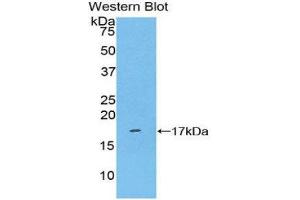Western Blotting (WB) image for anti-Killer Cell Lectin-Like Receptor Subfamily B, Member 1 (KLRB1) (AA 73-188) antibody (ABIN1859563) (CD161 anticorps  (AA 73-188))