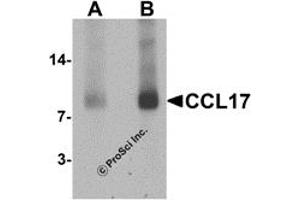 Western Blotting (WB) image for anti-Chemokine (C-C Motif) Ligand 17 (CCL17) (C-Term) antibody (ABIN1077445) (CCL17 anticorps  (C-Term))