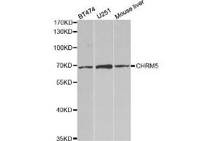 Western Blotting (WB) image for anti-Cholinergic Receptor, Muscarinic 5 (CHRM5) antibody (ABIN1876555) (CHRM5 anticorps)