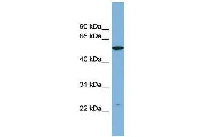 WB Suggested Anti-PAOX Antibody Titration: 0. (PAOX anticorps  (N-Term))