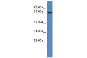 Adam23 antibody used at 0. (Adam23 anticorps  (C-Term))