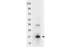 Image no. 1 for anti-Interleukin 33 (IL33) antibody (HRP) (ABIN401104) (IL-33 anticorps  (HRP))