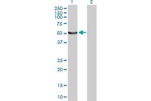 Western Blot analysis of UBA5 expression in transfected 293T cell line by UBA5 MaxPab polyclonal antibody.