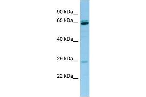 WB Suggested Anti-PRB3 Antibody Titration: 1. (PRB3 anticorps  (Middle Region))