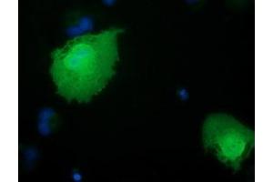 Anti-RBBP9 mouse monoclonal antibody (ABIN2453589) immunofluorescent staining of COS7 cells transiently transfected by pCMV6-ENTRY RBBP9 (RC202090). (RBBP9 anticorps)