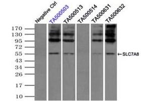 Image no. 3 for anti-Solute Carrier Family 7 (Amino Acid Transporter, L-Type), Member 8 (SLC7A8) antibody (ABIN1500960)