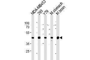Creatine Kinase BB (CKB) Antibody (Center) (ABIN1882225 and ABIN2843356) western blot analysis in MDA-M,293,Y79 cell line ,mouse stomach and brain tissue lysates (35 μg/lane). (CKB anticorps)