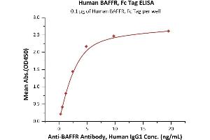 Immobilized Human BAFFR, Fc Tag (ABIN5526588,ABIN5526589) at 1 μg/mL (100 μL/well) can bind A Antibody, Human IgG1 with a linear range of 0.