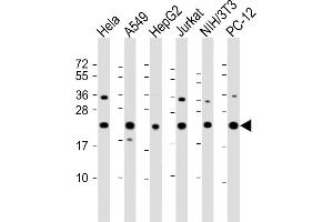 All lanes : Anti-RPS7 Antibody (C-Term) at 1:2000 dilution Lane 1: Hela whole cell lysate Lane 2: A549 whole cell lysate Lane 3: HepG2 whole cell lysate Lane 4: Jurkat whole cell lysate Lane 5: NIH/3T3 whole cell lysate Lane 6: PC-12 whole cell lysate Lysates/proteins at 20 μg per lane. (RPS7 anticorps  (AA 158-191))