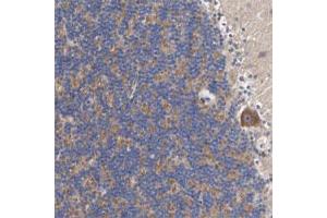 Immunohistochemical staining of human cerebellum with NLGN3 polyclonal antibody  show scytoplasmic positivity in purkinje cells and in cells of granular layer. (Neuroligin 3 anticorps)