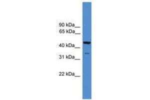 Image no. 1 for anti-TAF5-Like RNA Polymerase II, P300/CBP-Associated Factor (PCAF)-Associated Factor, 65kDa (TAF5L) (AA 100-149) antibody (ABIN6745408) (TAF5L anticorps  (AA 100-149))