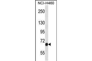 Western blot analysis in NCI-H460 cell line lysates (35ug/lane).