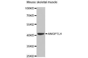 Western Blotting (WB) image for anti-Angiopoietin-Like 4 (ANGPTL4) antibody (ABIN1870977)