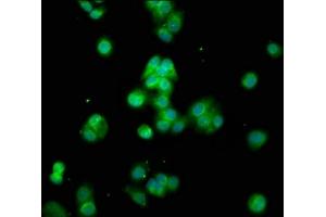 Immunofluorescence staining of HepG2 cells with ABIN7142850 at 1:100, counter-stained with DAPI.
