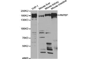 Western blot analysis of extracts of various cell lines, using ANPEP antibody. (CD13 anticorps)