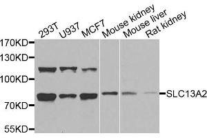 Western blot analysis of extracts of various cells, using SLC13A2 antibody. (SLC13A2 anticorps)