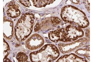 ABIN6278177 at 1/100 staining Human kidney tissue by IHC-P. (RNLS anticorps  (C-Term))