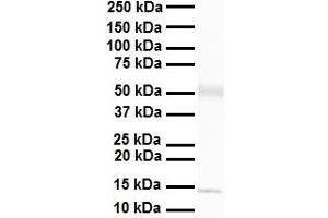 WB Suggested Anti-Pou3f3 antibody Titration: 1 ug/mL Sample Type: Human heart (POU3F3 anticorps  (C-Term))