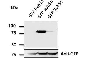 Western Blotting (WB) image for anti-RAB5B, Member RAS Oncogene Family (RAB5B) (C-Term) antibody (ABIN1439995) (RAB5B anticorps  (C-Term))