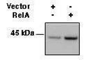 Western Blotting (WB) image for anti-Major Histocompatibility Complex, Class I, A (HLA-A) antibody (ABIN2665034) (HLA-A anticorps)