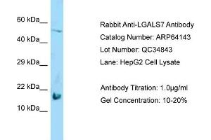 Western Blotting (WB) image for anti-Galectin 7 (LGALS7) (Middle Region) antibody (ABIN2789744) (LGALS7 anticorps  (Middle Region))