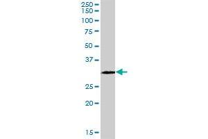 GSTO2 MaxPab polyclonal antibody.
