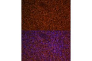 Immunofluorescence analysis of human spleen using CCL19 Polyclonal Antibody (ABIN7266300) at dilution of 1:100 (40x lens).