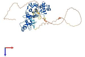 AlphaFold protein structure predicition of Human Recombinant CDK19 Protein, UniprotID Q9BWU1