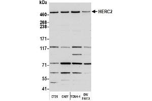 Western Blotting (WB) image for anti-Hect Domain and RLD 2 (HERC2) (AA 4784-4834) antibody (ABIN7450322)