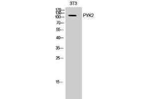 Western Blotting (WB) image for anti-PTK2B Protein tyrosine Kinase 2 beta (PTK2B) (Ser374) antibody (ABIN3177055) (PTK2B anticorps  (Ser374))