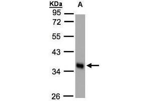 WB Image Sample(30 ug whole cell lysate) A:HeLa S3, 10% SDS PAGE antibody diluted at 1:1000 (PLSCR1 anticorps)