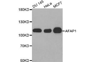 Western Blotting (WB) image for anti-Actin Filament Associated Protein 1 (AFAP1) antibody (ABIN1870854) (AFAP anticorps)