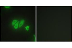 Immunofluorescence analysis of HepG2 cells, using PDZD2 antibody. (PDZD2 anticorps  (N-Term))