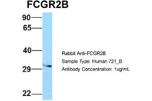 Host: Rabbit Target Name: FCGR2B Sample Type: 721_B Antibody Dilution: 1. (FCGR2B anticorps  (C-Term))