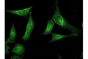 Immunocytochemistry/Immunofluorescence analysis using Rat Anti-Aha1 Monoclonal Antibody, Clone 25F2. (AHSA1 anticorps  (Atto 390))