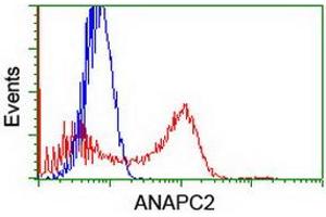 Image no. 7 for anti-Anaphase Promoting Complex Subunit 2 (ANAPC2) antibody (ABIN1496634)