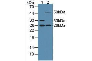 Figure. (ADIPOQ anticorps  (AA 111-244))