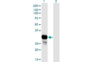 Western Blot analysis of NP expression in transfected 293T cell line by NP monoclonal antibody (M01), clone 6E5. (PNP anticorps  (AA 1-289))