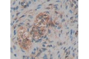 IHC-P analysis of Rat Tissue, with DAB staining. (CUZD1 anticorps  (AA 257-517))