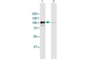 Western Blot analysis of MARS expression in transfected 293T cell line by MARS MaxPab polyclonal antibody. (Mars (MARS) (AA 1-900) anticorps)