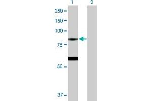 Western Blot analysis of EPX expression in transfected 293T cell line by EPX MaxPab polyclonal antibody.